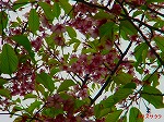 20070309 06.jpg